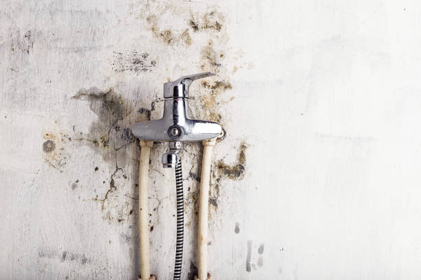Best Certified Mold Removal  in Brewster, OH
