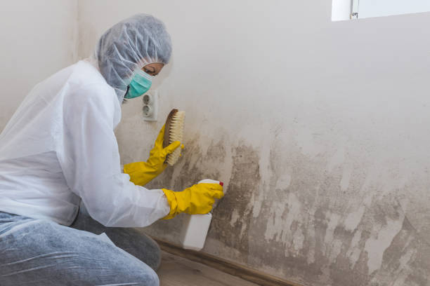 Best Mold Testing  in Brewster, OH