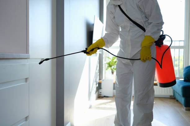 Best Black Mold Removal  in Brewster, OH
