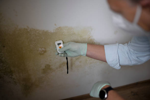 Best Home Mold Removal  in Brewster, OH