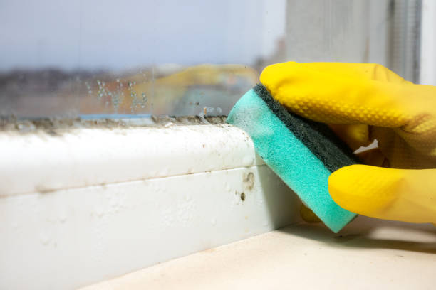 Best Attic Mold Removal  in Brewster, OH