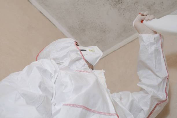 Best Mold Damage Repair  in Brewster, OH