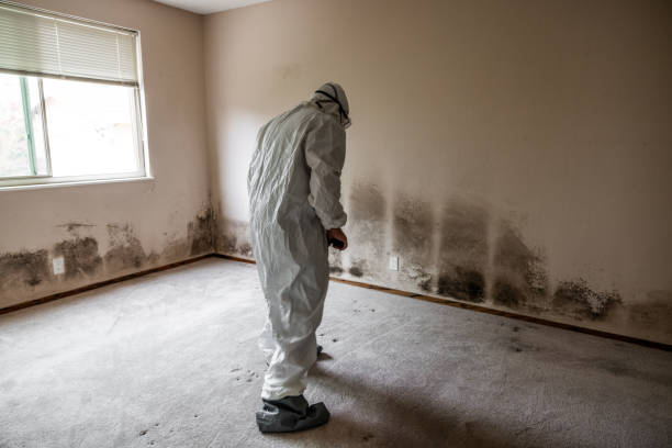 Trusted Brewster, OH Mold Removal Experts