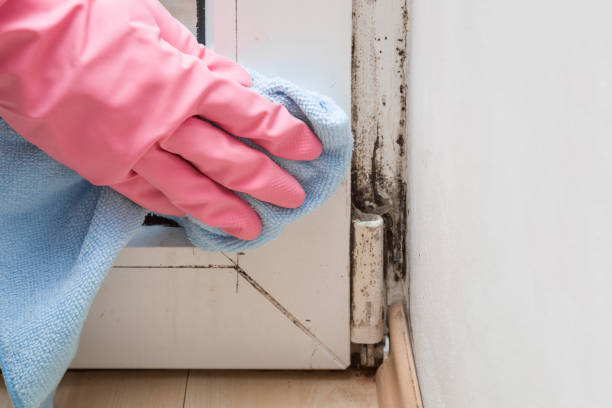 Best Certified Mold Removal  in Brewster, OH